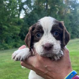 Chartreuse(neon) collar - White and liver male English Springer Spaniel puppy in Sterling, Michigan from Springerdoodles In MI