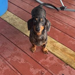 Oliver - Dachshund
