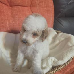 Sandy (White girl) - White female Poodle puppy in Griswold, Connecticut from Flatrock Kennels of CT