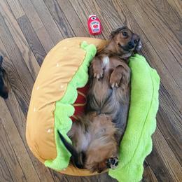 Belly - Dachshund