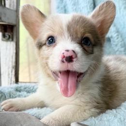 Dilute Sable Merle Male - Sable merle and white male American Corgi puppy in Okeechobee, Florida from Gold Coast Corgis