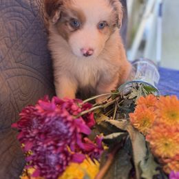 Australian Shepherd and Cavapoo Puppies from Dianne Dubose