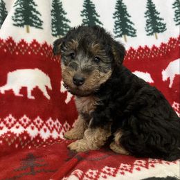 June - Black and tan female Welsh Terrier puppy in West Plains, Missouri from Sycamore Ridge Puppies