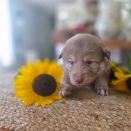 Female 3 - female Native American Indian Dog puppy in Green Creek, North Carolina from NAID Preservation Project: Corn Moon Medicine Dogs