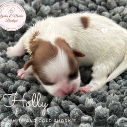 Morkie, Shorkie, and Yorkshire Terrier Puppies from Yorkie and Morkie Boutique