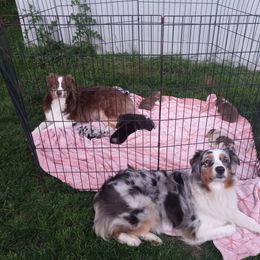 Australian Shepherd Puppies from Melick Kennels