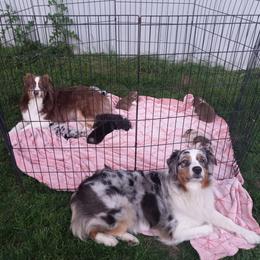 Australian Shepherd Puppies from Melick Kennels