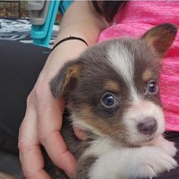 Pixie - Gray and white female American Corgi puppy in Lithia, Florida from Diamondcrest Inc