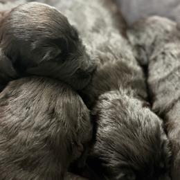 Boy 2 - Black male Giant Schnauzer puppy in Bois D’arc, Missouri from Down Low Kennels
