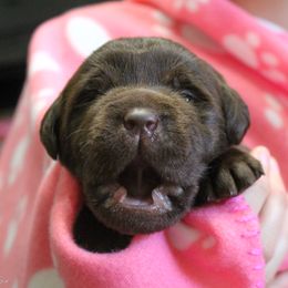 Labrador Retriever Puppies from Lost Woods Labradors