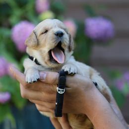 Pepper - Golden male Golden Retriever puppy in Payette, Idaho from Stonewick Retrievers
