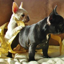 French Bulldog All Grown Up from Crestagard