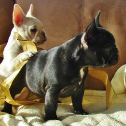 French Bulldog All Grown Up from Crestagard