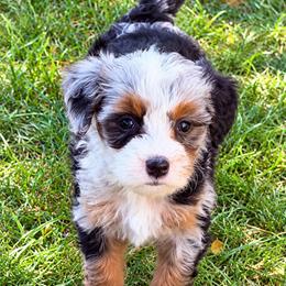 Twix - Blue merle female Bernedoodle puppy in Saint Francis, Kansas from Land of Oz Doodles
