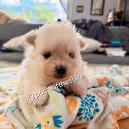 Éowyn - Cream parti female Pomeranian puppy in Boca Raton, Florida from Poms of The Shire