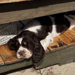 English Springer Spaniel Puppies from Sara's English Springer Spaniels