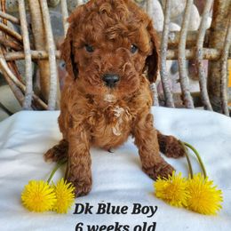 DK BLUE BOY - Red male Cavapoo puppy in Wisconsin from Catch A Cavapoo
