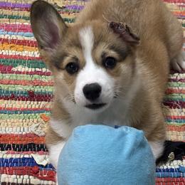 Gus - Sable male Pembroke Welsh Corgi puppy in Creston, Iowa from GSF Pembroke Welsh Corgis