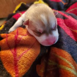 Ginger (red) - Red and white female Siberian Husky puppy in Elk River, Minnesota from Naturez Siberians