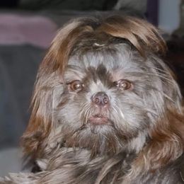 Ava - Shih Tzu