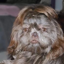 Ava - Shih Tzu