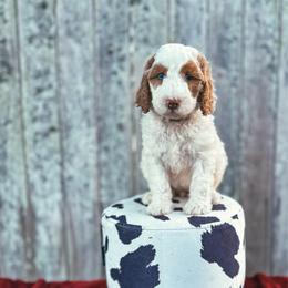 Maisie - Parti female Labradoodle puppy in Elizabeth City, North Carolina from Howdy Doodles