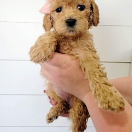 Goldendoodle Puppies from Life_on. Paws