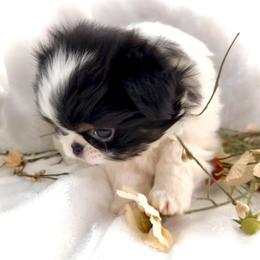 Ruben - Black tan and white male Japanese Chin puppy in Davisville, Missouri from Uniquely Yours, Shelly’s Japanese Chins