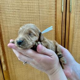 "July at 2 Weeks" Goldendoodle Puppies from Our Golden Willow