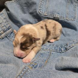 Denim - Red merle female Australian Shepherd puppy in Bumpass, Virginia from Glitterati Australian Shepherds