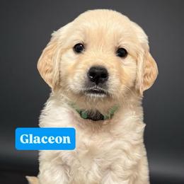 Glaceon - Turquoise - Light golden female Golden Retriever puppy in Salt Lake City, Utah from Soaring golden retrievers
