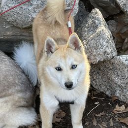 Tutti - Pomsky