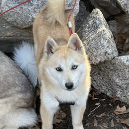 Tutti - Pomsky