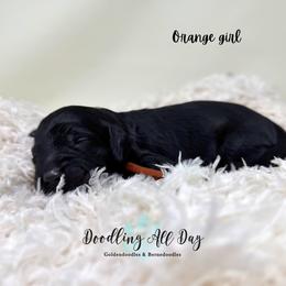 Orange girl - Black female Goldendoodle puppy in Valdese, North Carolina from Doodling All Day Goldendoodles