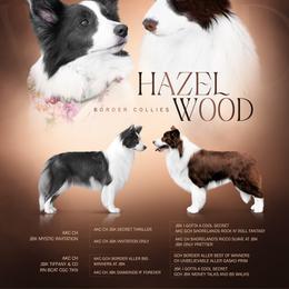 Border Collie puppies from Hazelwood Border Collies