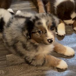 Red collar - Blue merle male Miniature American Shepherd puppy in Hurt, Virginia from Sweet Prada's Farm