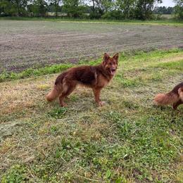 Bocas - Liver female German Shepherd puppy in Watervliet, Michigan from M&M Shepherd Farms