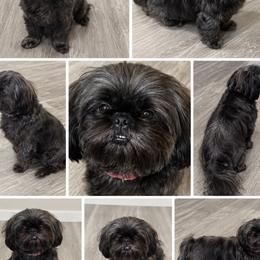Molly - Shih Tzu