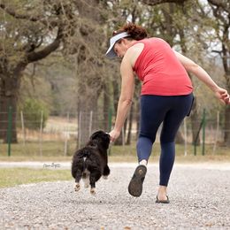 Australian Shepherd Puppies from Broken Arrow Australian Shepherds