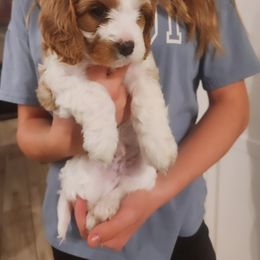 Cavapoo and Poodle Puppies from Salt Creek Doodles