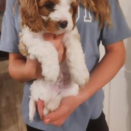 Cavapoo and Poodle Puppies from Salt Creek Doodles