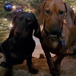 Slinky - Dachshund
