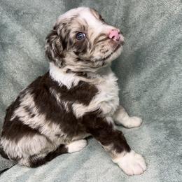 Boy 1 - Red merle male Aussiedoodle puppy in Alabama from SBA Aussies