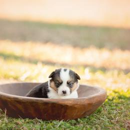 Black collar - Espresso - Black and tan male Pembroke Welsh Corgi puppy in Waverly Hall, Georgia from 6g Ranch Corgis
