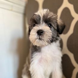 Joy - Parti female Miniature Schnauzer puppy in La Mirada, California from SchnauzersRus