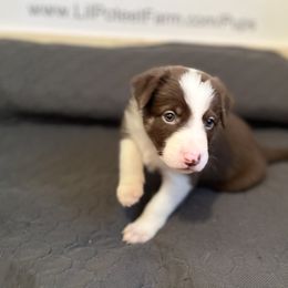 Border Collie Puppies from Poteet Pups