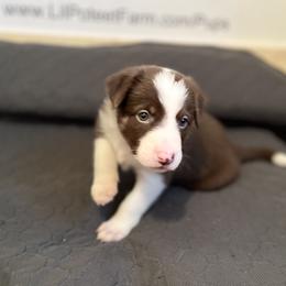 Border Collie Puppies from Poteet Pups