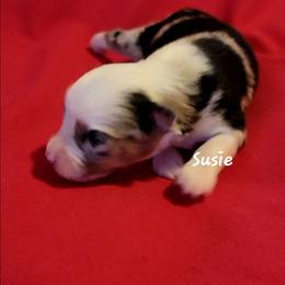 Susie - Blue merle female Miniature Australian Shepherd puppy in Waxhaw, North Carolina from Cane Creek Aussies