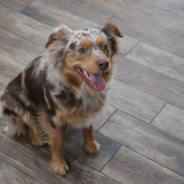 Freyja - Miniature Australian Shepherd