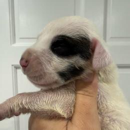Jelly Roll - Mantle male Great Dane puppy in Florida from Beachside Kennels